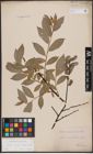 Foto von Salix caprea L. x Salix daphnoides Vill.
